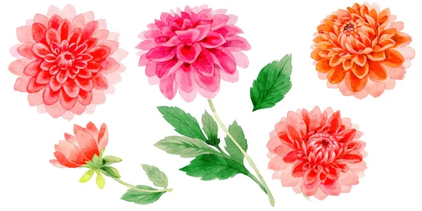 Wildflower dahlia bloem in een aquarel stijl geïsoleerd. — Stockfoto