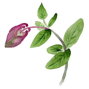 Kır çiçeği aquilegia çiçek izole bir suluboya tarzında.