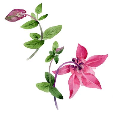 Kır çiçeği aquilegia çiçek izole bir suluboya tarzında.