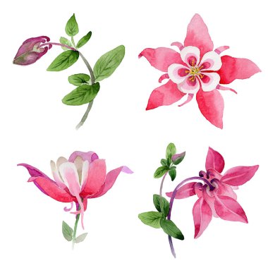 Kır çiçeği aquilegia çiçek izole bir suluboya tarzında.