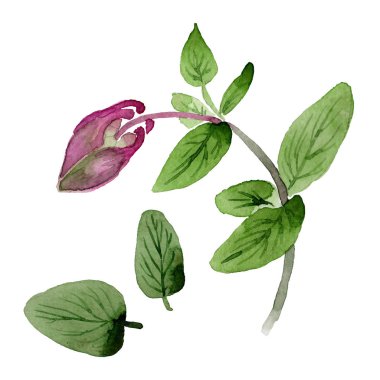 Kır çiçeği aquilegia çiçek izole bir suluboya tarzında.