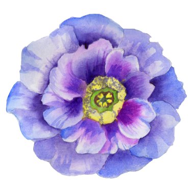 Kır çiçeği viola çiçek izole bir suluboya tarzında.