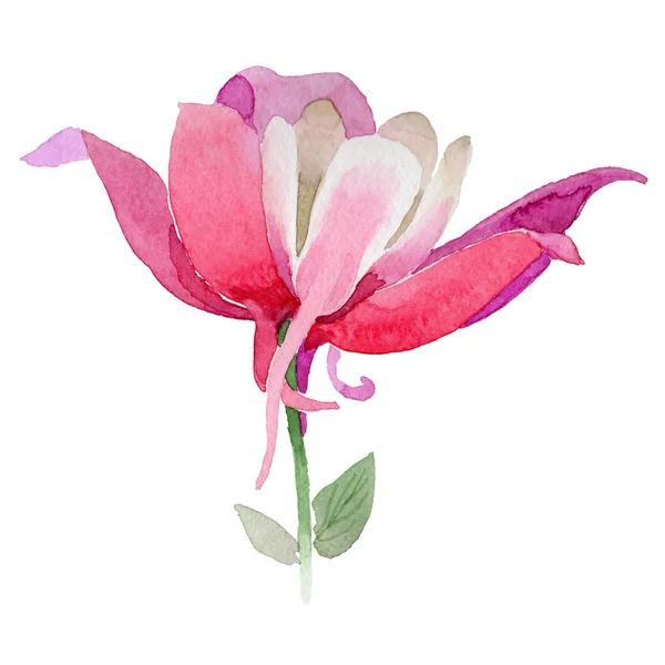 Fiore aquilegia fiore in stile acquerello isolato . — Foto Stock