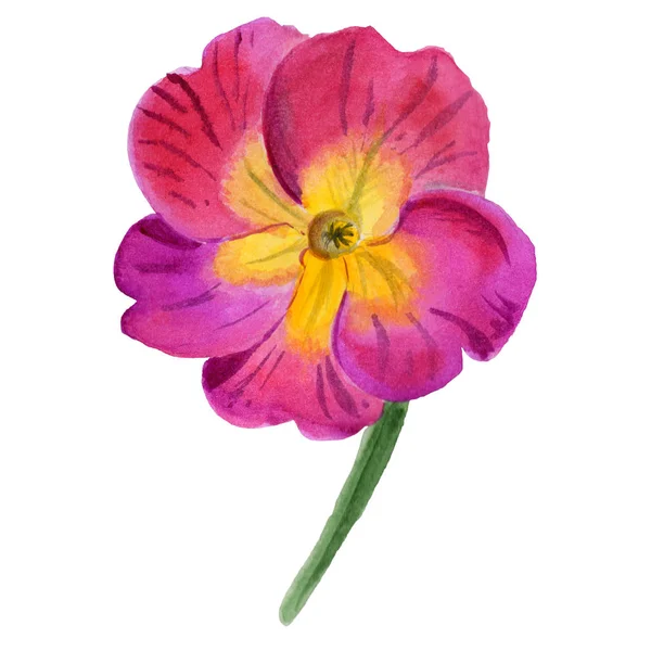 Wildflower viola blomma i akvarell stil isolerade. — Stockfoto
