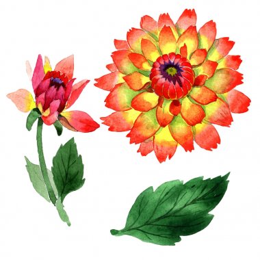 Kır çiçeği dahlia çiçeği izole bir suluboya tarzında.