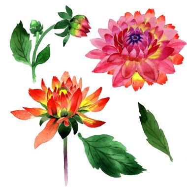 Kır çiçeği dahlia çiçeği izole bir suluboya tarzında.