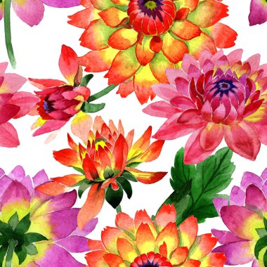 Kır çiçeği dahlia çiçek deseni izole bir suluboya tarzında.