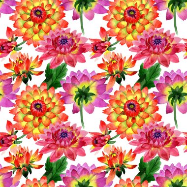 Kır çiçeği dahlia çiçek deseni izole bir suluboya tarzında.