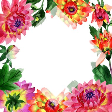 Kır çiçeği dahlia çiçek çerçeve izole bir suluboya tarzında.