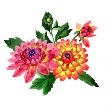 Kır çiçeği dahlia çiçek çerçeve izole bir suluboya tarzında.