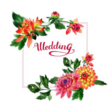 Kır çiçeği dahlia çiçek çerçeve izole bir suluboya tarzında.