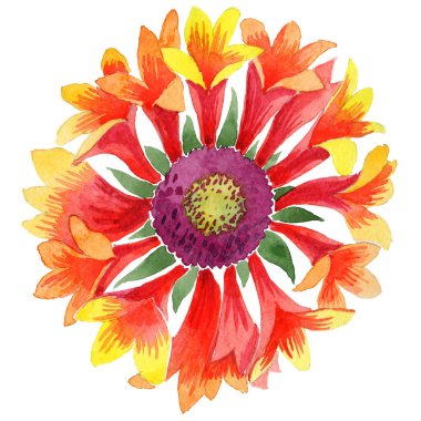 Kır çiçeği Gaillardia çiçek izole bir suluboya tarzında.
