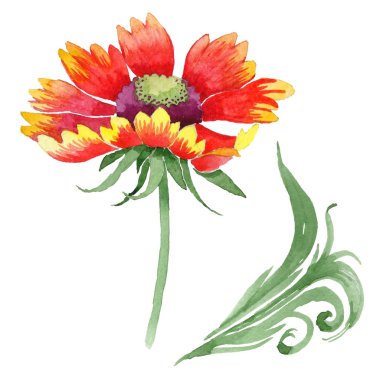 Kır çiçeği Gaillardia çiçek izole bir suluboya tarzında.