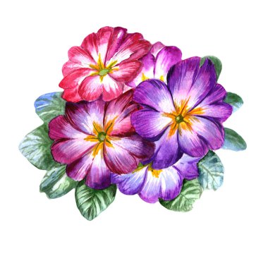 Kır çiçeği viola çiçek izole bir suluboya tarzında.