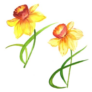 Kır çiçeği nergis çiçek izole bir suluboya tarzında.