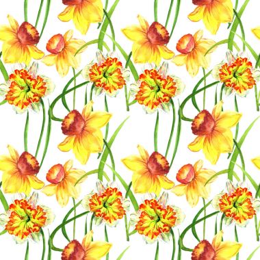 Kır çiçeği nergis çiçek deseni izole bir suluboya tarzında.