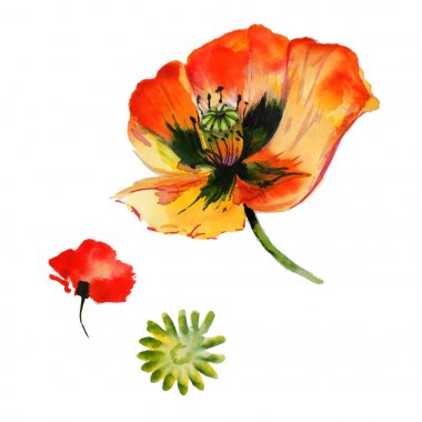 Kır çiçeği haşhaş çiçek izole bir suluboya tarzında.