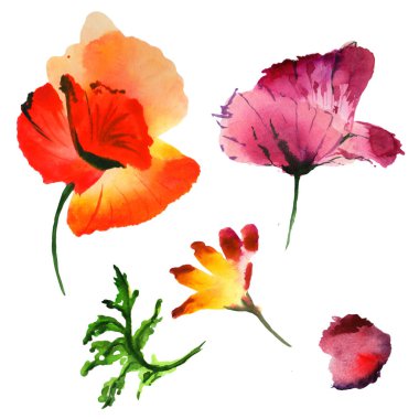 Kır çiçeği haşhaş çiçek izole bir suluboya tarzında.