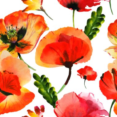 Kır çiçeği haşhaş çiçek deseni izole bir suluboya tarzında.