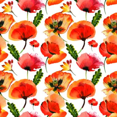 Kır çiçeği haşhaş çiçek deseni izole bir suluboya tarzında.