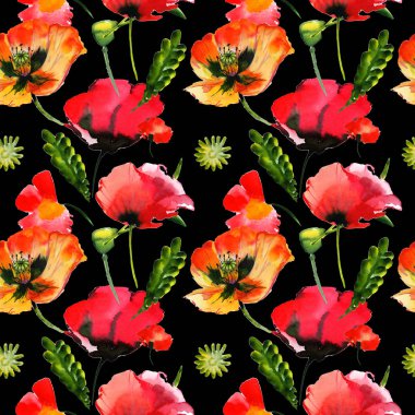 Kır çiçeği haşhaş çiçek deseni izole bir suluboya tarzında.