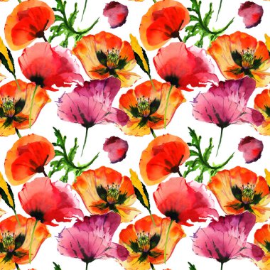 Kır çiçeği haşhaş çiçek deseni izole bir suluboya tarzında.