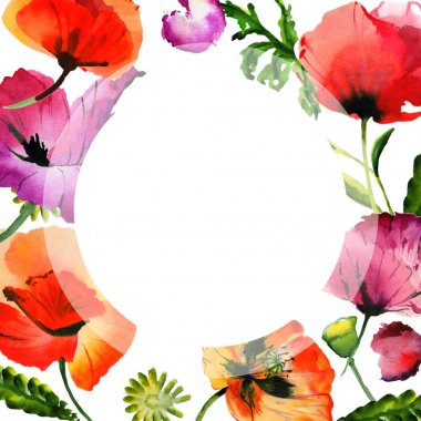 Kır çiçeği haşhaş çiçek çerçeve izole bir suluboya tarzında.