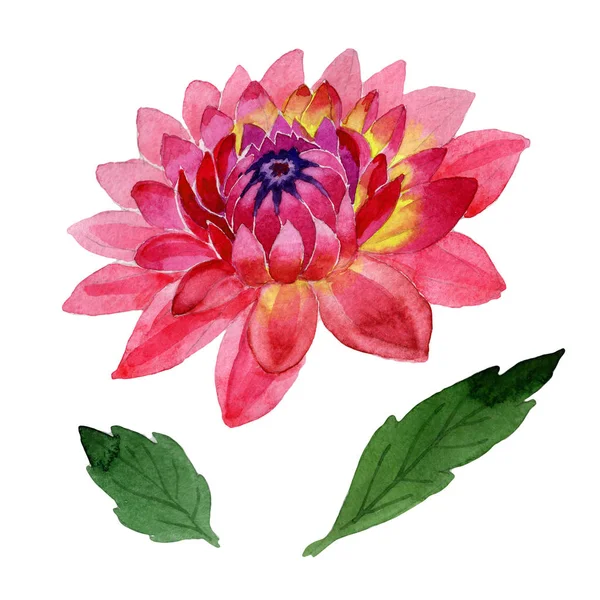 Kır çiçeği dahlia çiçeği izole bir suluboya tarzında.