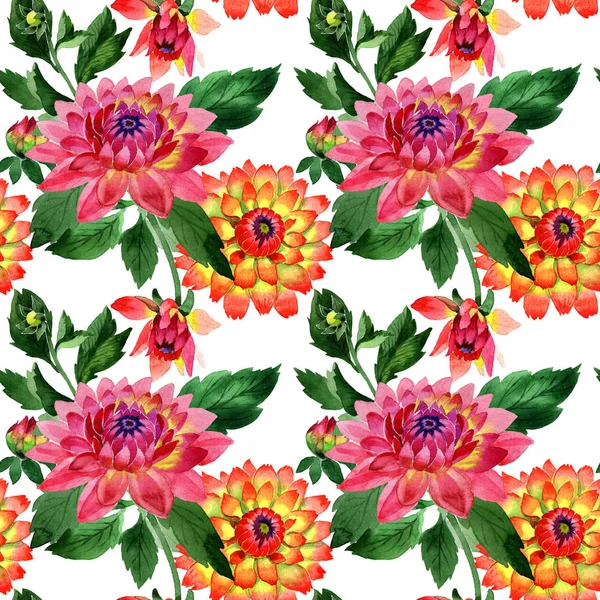 Wildblume Dahlie Blumenmuster in einem Aquarell-Stil isoliert. — Stockfoto