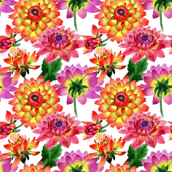 Kır çiçeği dahlia çiçek deseni izole bir suluboya tarzında.