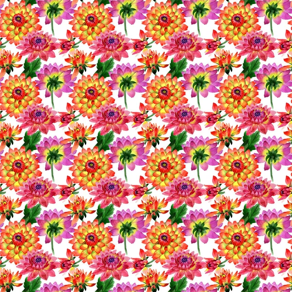 Vadvirág dahlia virág minta elszigetelt akvarell stílusú. — Stock Fotó