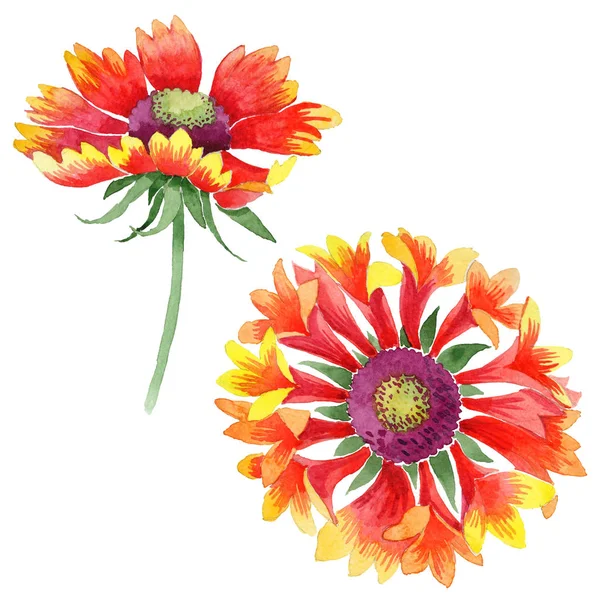 Fiore selvatico Gaillardia fiore in stile acquerello isolato . — Foto Stock