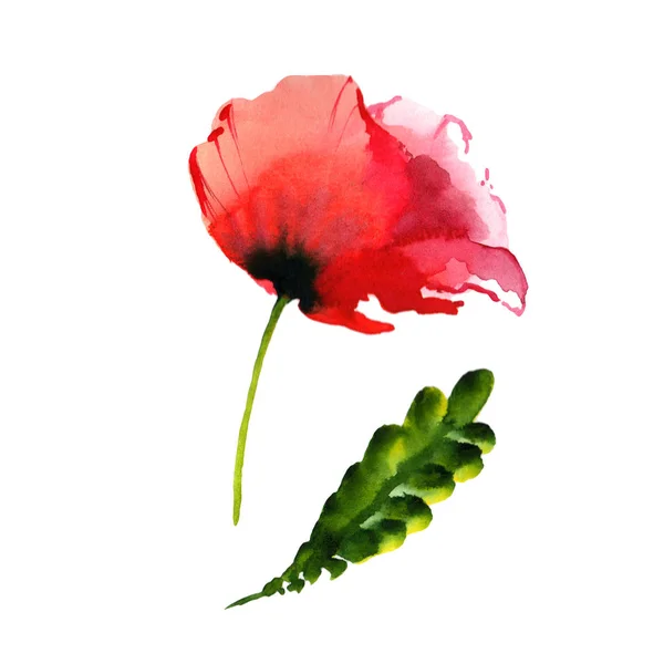 Wildflower poppy flower in a watercolor style isolated. — Stock Photo, Image