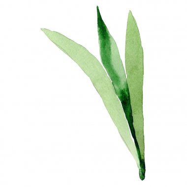 Kır çiçeği Iris çiçek yaprak suluboya tarzında izole.