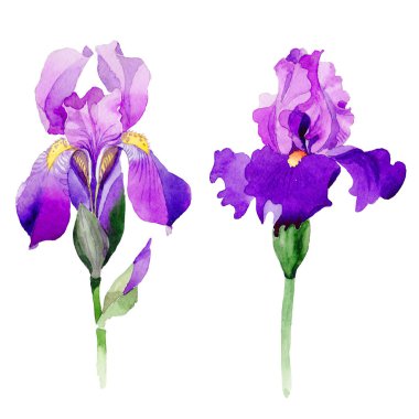 Kır çiçeği Iris çiçek izole bir suluboya tarzında.