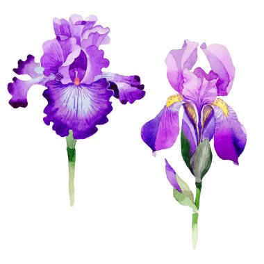 Kır çiçeği Iris çiçek izole bir suluboya tarzında.