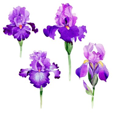 Kır çiçeği Iris çiçek izole bir suluboya tarzında.