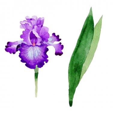Kır çiçeği Iris çiçek izole bir suluboya tarzında.