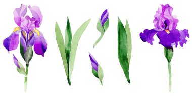 Kır çiçeği Iris çiçek izole bir suluboya tarzında.