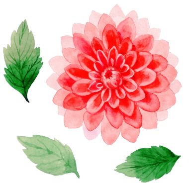 Kır çiçeği dahlia çiçeği izole bir suluboya tarzında.