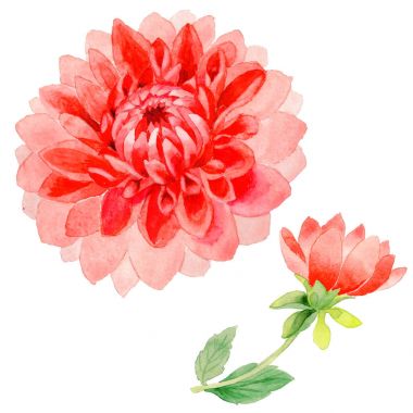 Kır çiçeği dahlia çiçeği izole bir suluboya tarzında.