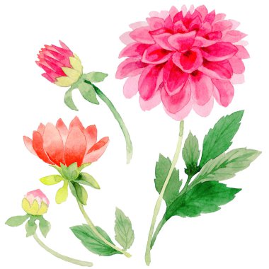 Kır çiçeği dahlia çiçeği izole bir suluboya tarzında.