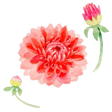 Kır çiçeği dahlia çiçeği izole bir suluboya tarzında.
