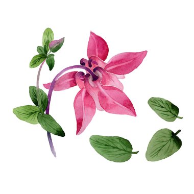 Kır çiçeği aquilegia çiçek izole bir suluboya tarzında.