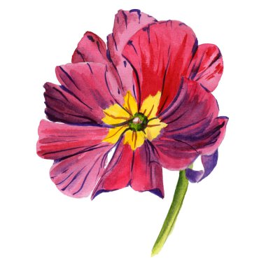 Kır çiçeği viola çiçek izole bir suluboya tarzında.