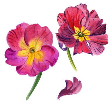 Kır çiçeği viola çiçek izole bir suluboya tarzında.