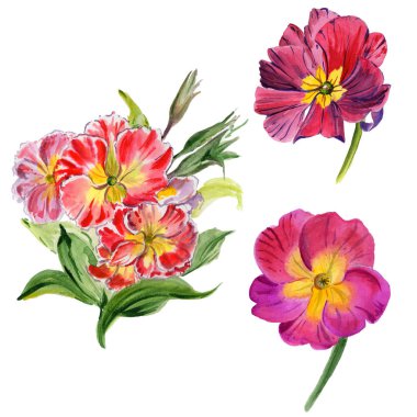 Kır çiçeği viola çiçek izole bir suluboya tarzında.