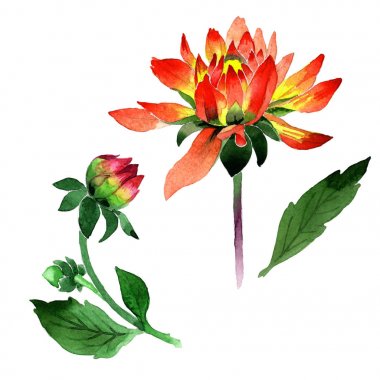 Kır çiçeği dahlia çiçeği izole bir suluboya tarzında.