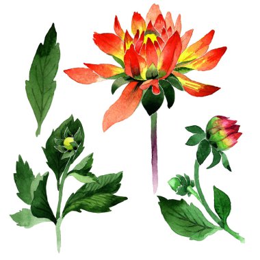 Kır çiçeği dahlia çiçeği izole bir suluboya tarzında.