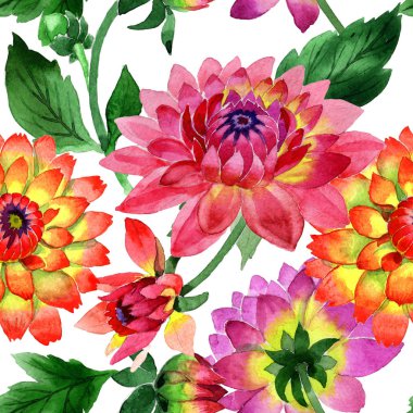 Kır çiçeği dahlia çiçek deseni izole bir suluboya tarzında.